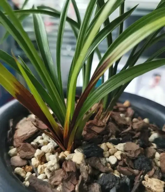 蘭花淋雨水會爛心？搭配好植料，做好通風，完全不用擔心