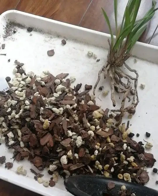蘭花淋雨水會爛心？搭配好植料，做好通風，完全不用擔心