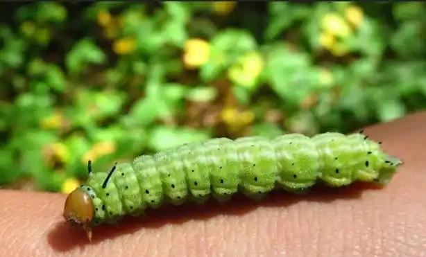 糖果色少女風?網友發現一隻新奇小蟲,又粉又甜彷彿童話生物!