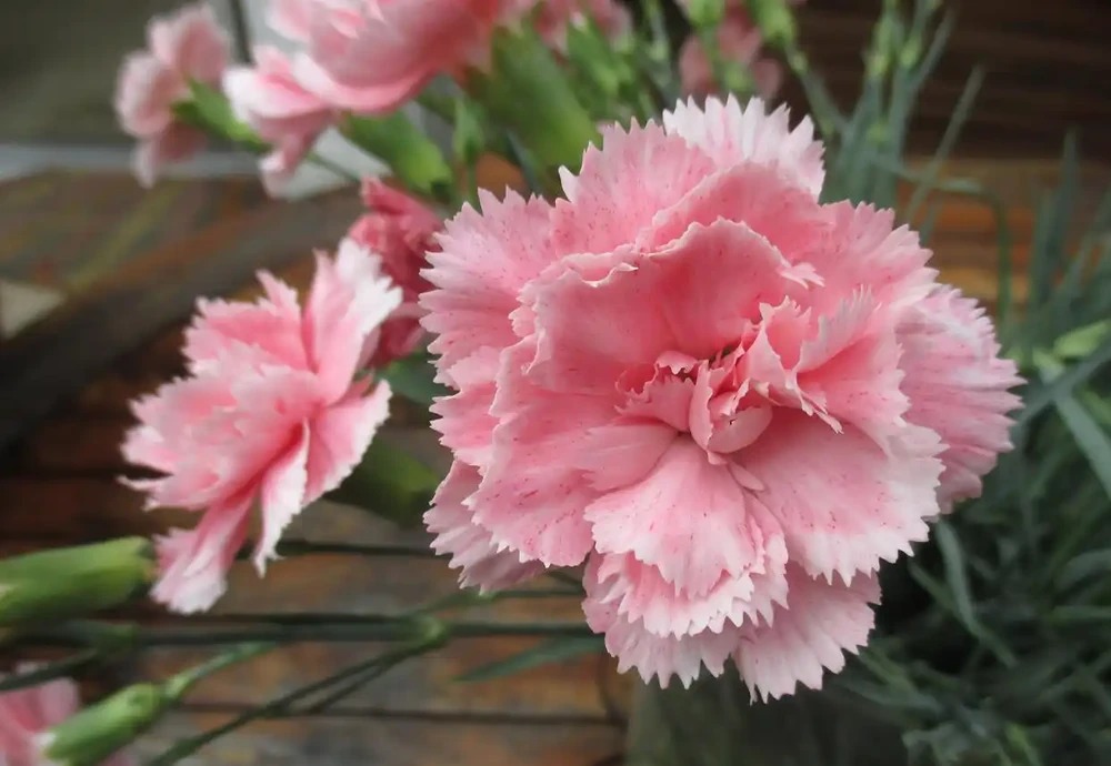 康乃馨一年開幾次花,一年四季開花