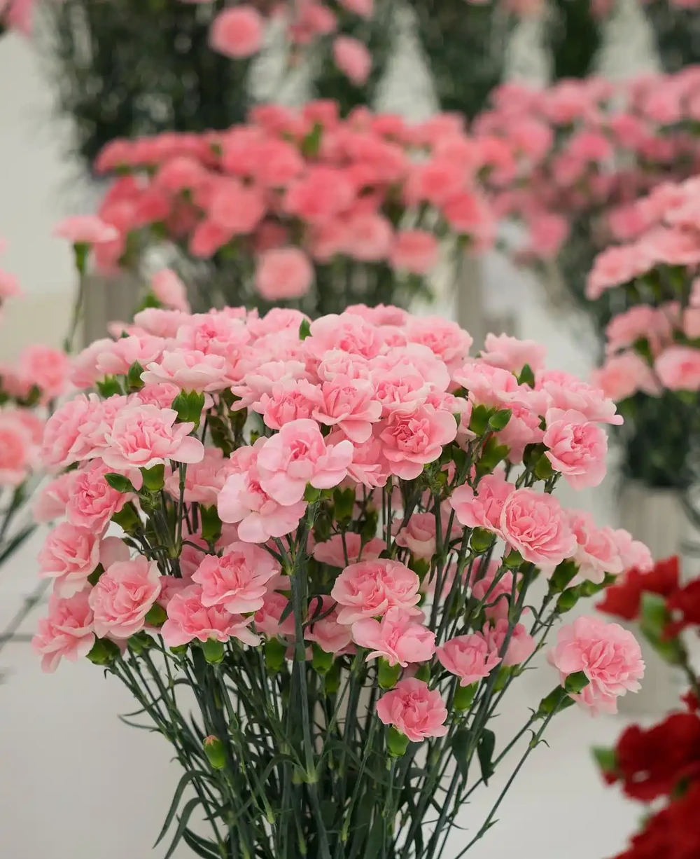 康乃馨一年開幾次花,一年四季開花