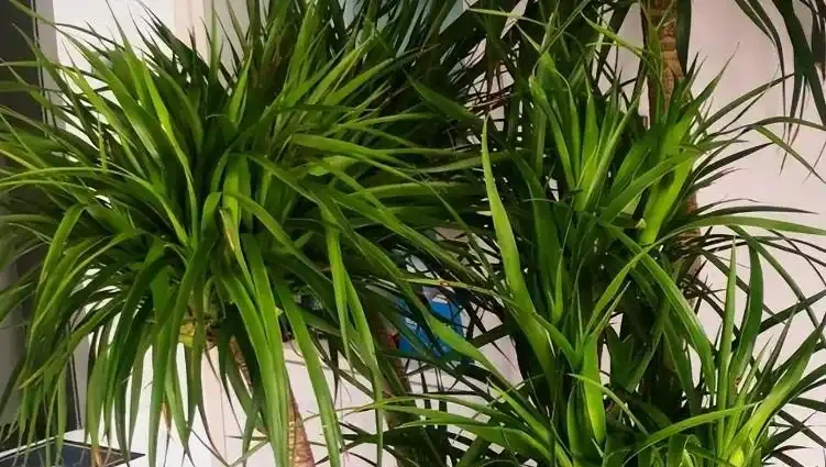 龍血樹葉子發黃乾枯怎麼救?從這些地方入手,預防搶救都不成問題