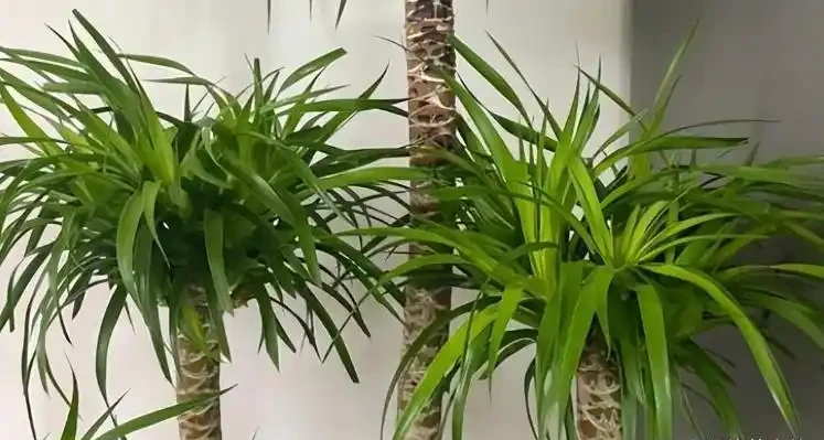 龍血樹葉子發黃乾枯怎麼救?從這些地方入手,預防搶救都不成問題