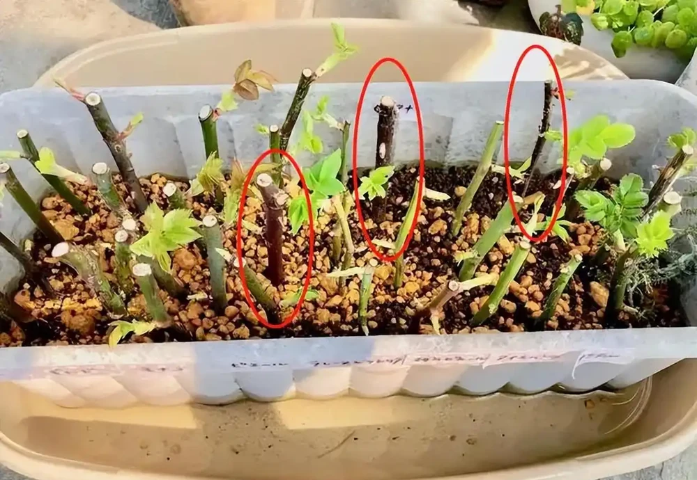 月季插枝黑杆多,方法都懂,關鍵是「細節」,這2處細節要避開