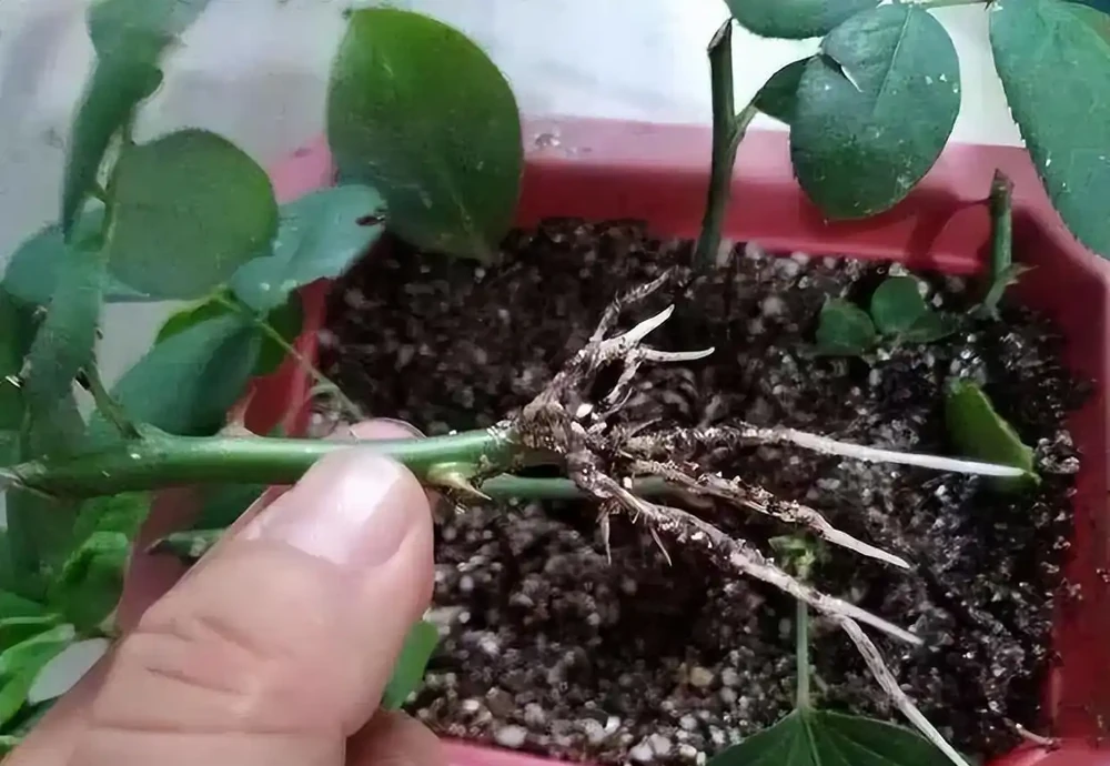 月季插枝黑杆多,方法都懂,關鍵是「細節」,這2處細節要避開