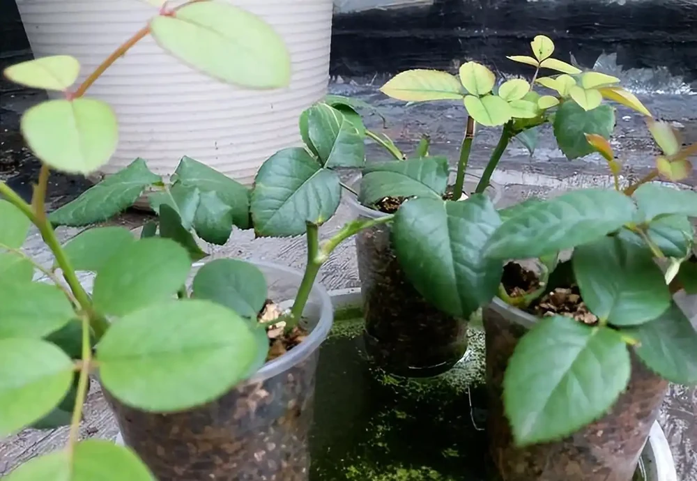 月季插枝黑杆多,方法都懂,關鍵是「細節」,這2處細節要避開