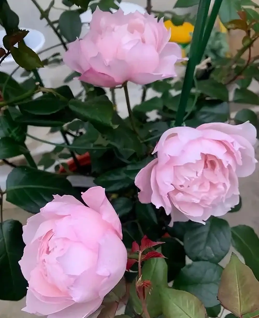 分享6種經典的藤本月季，開花一茬接一茬，新手也能養出好狀態