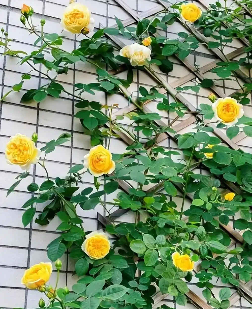 分享6種經典的藤本月季，開花一茬接一茬，新手也能養出好狀態