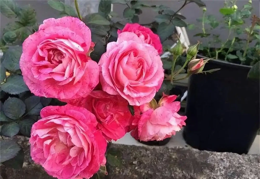 月季插枝黑杆多,方法都懂,關鍵是「細節」,這2處細節要避開