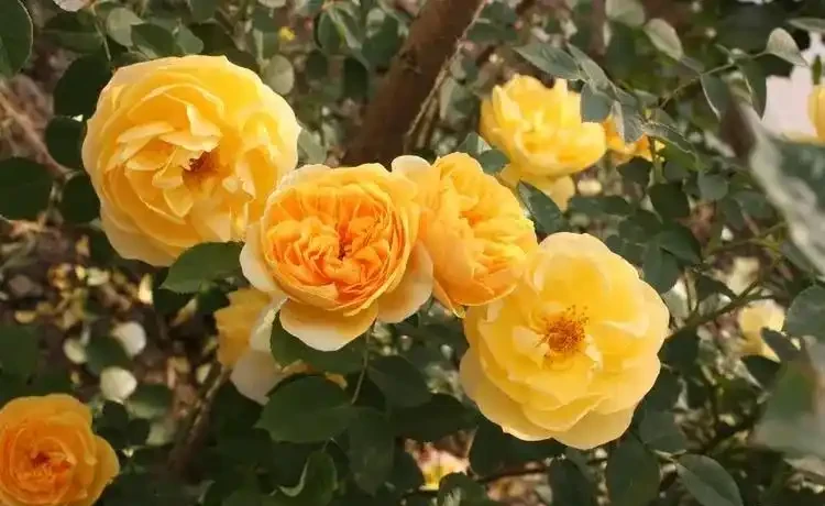 分享6種經典的藤本月季，開花一茬接一茬，新手也能養出好狀態