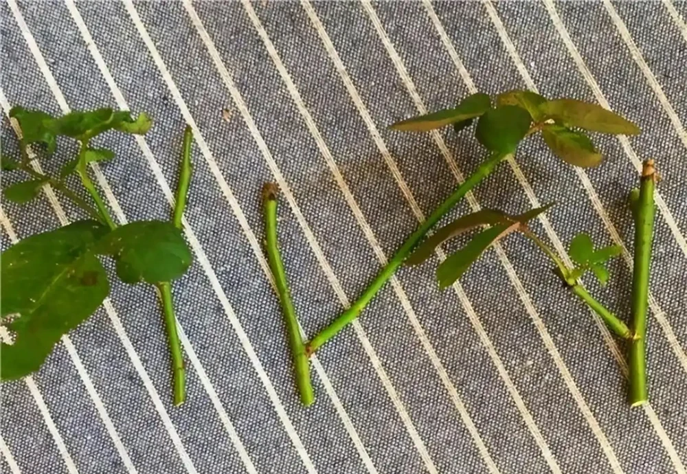 月季插枝黑杆多,方法都懂,關鍵是「細節」,這2處細節要避開