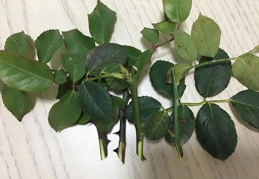 月季插枝黑杆多,方法都懂,關鍵是「細節」,這2處細節要避開