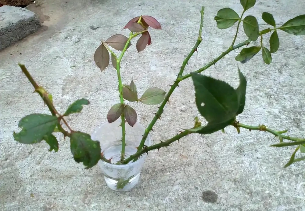 月季插枝黑杆多,方法都懂,關鍵是「細節」,這2處細節要避開