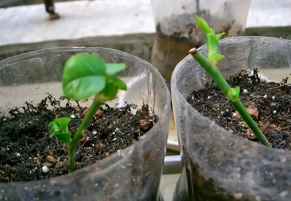 月季插枝黑杆多,方法都懂,關鍵是「細節」,這2處細節要避開
