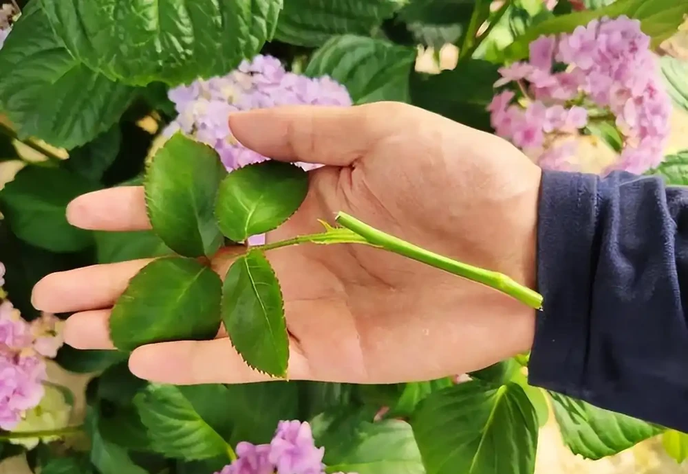 月季插枝黑杆多,方法都懂,關鍵是「細節」,這2處細節要避開