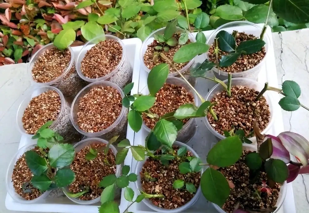 月季插枝黑杆多,方法都懂,關鍵是「細節」,這2處細節要避開