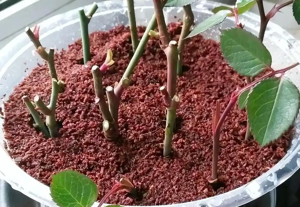 月季插枝黑杆多,方法都懂,關鍵是「細節」,這2處細節要避開