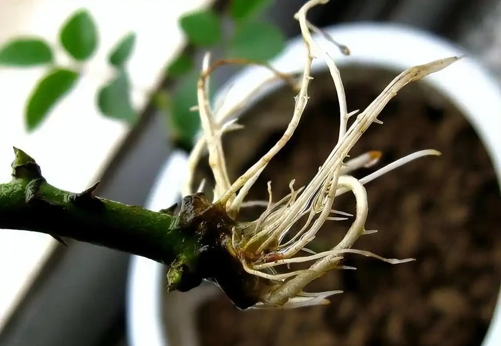 月季插枝黑杆多,方法都懂,關鍵是「細節」,這2處細節要避開