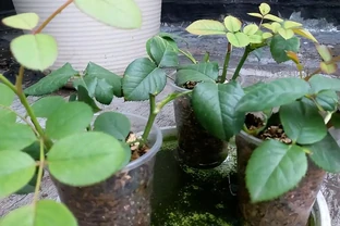 月季插枝黑杆多，方法都懂，關鍵是「細節」，這2處細節要避開