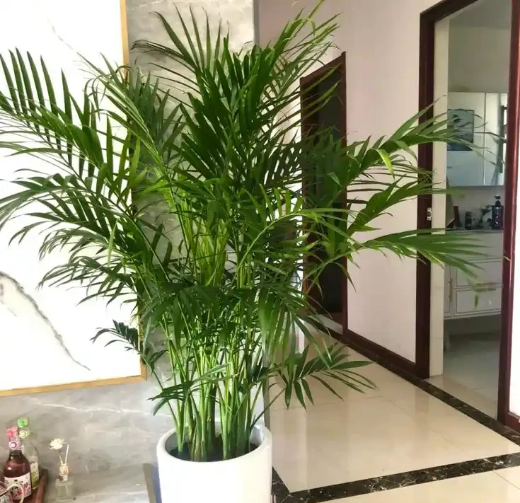 8種綠植,大氣優雅,適合放在辦公室,提高工作效率