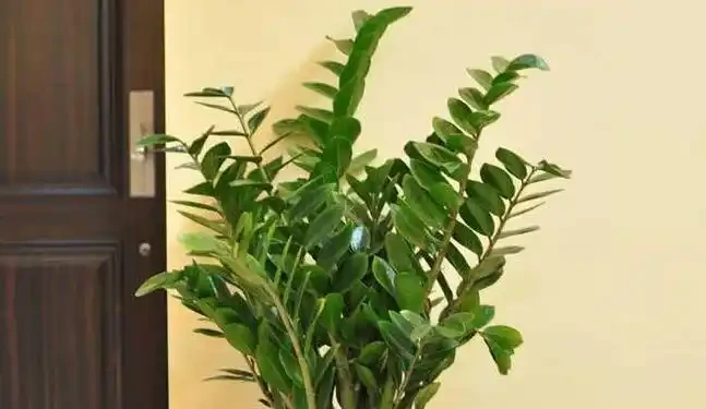 8種綠植,大氣優雅,適合放在辦公室,提高工作效率