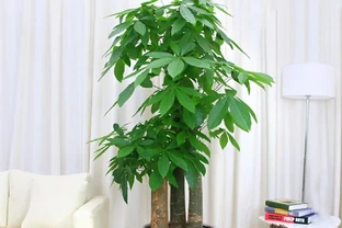 8種綠植，大氣優雅，適合放在辦公室，提高工作效率
