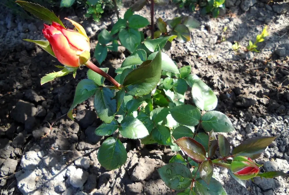 玫瑰花小苗怎麼移植