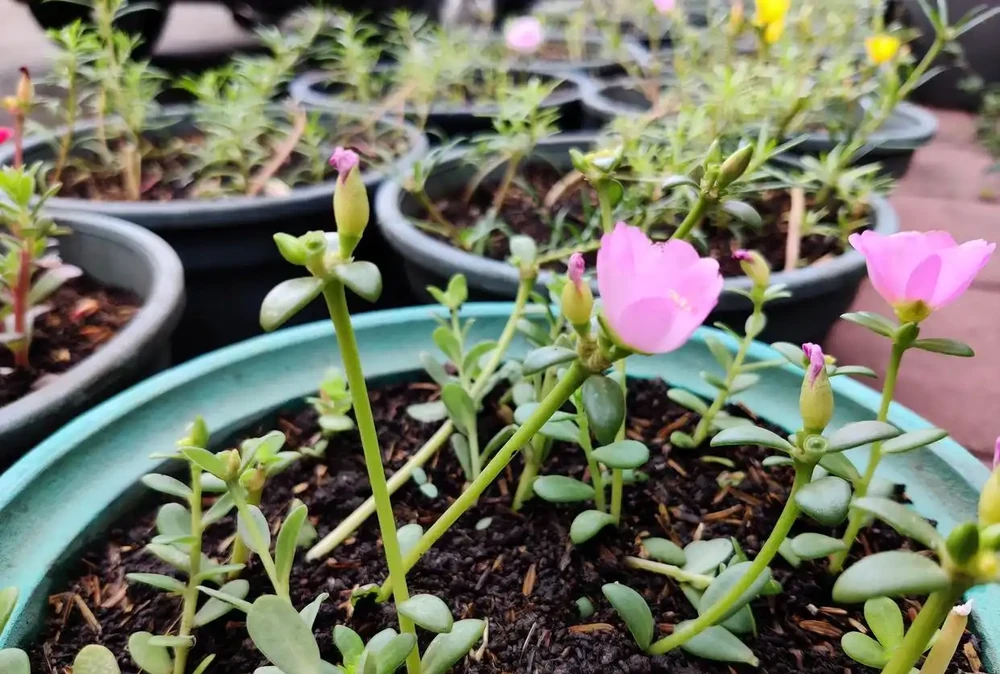 玫瑰花小苗怎麼移植