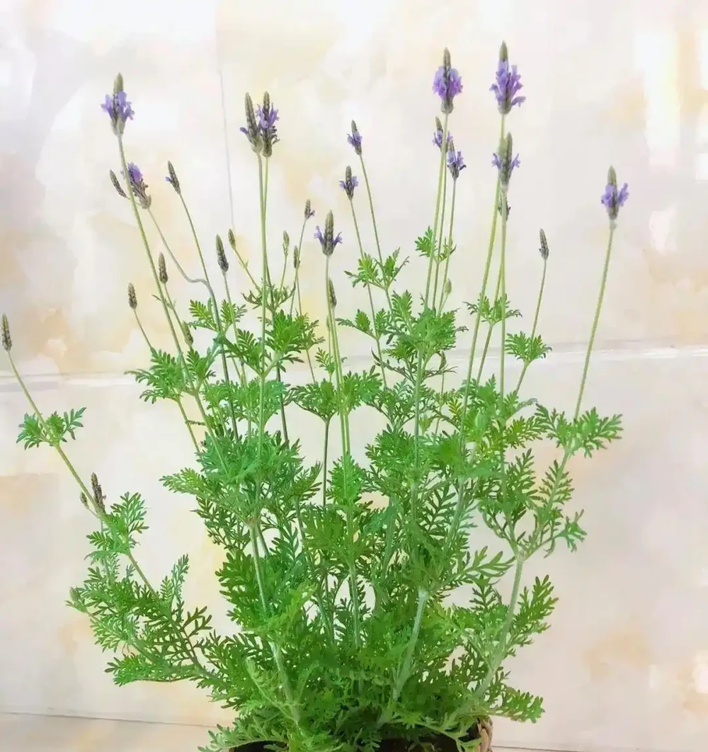 臥室養上5種花,「失眠症」不見了,越睡越香