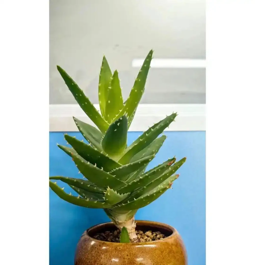 臥室養上5種花,「失眠症」不見了,越睡越香