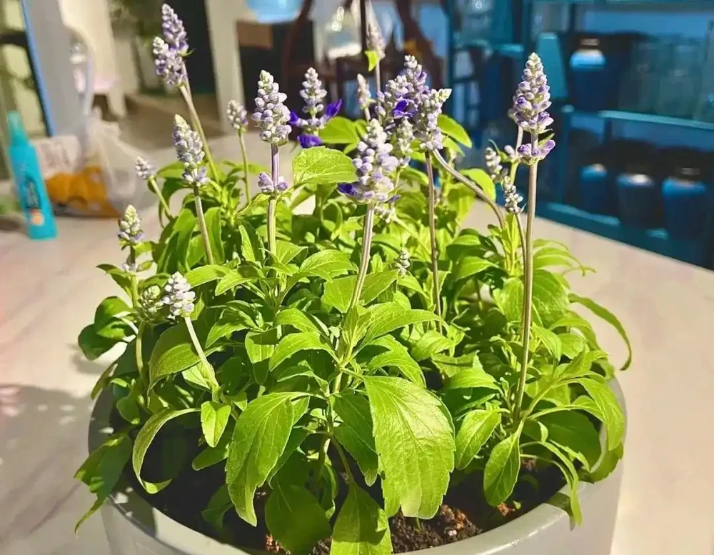 臥室養上5種花,「失眠症」不見了,越睡越香