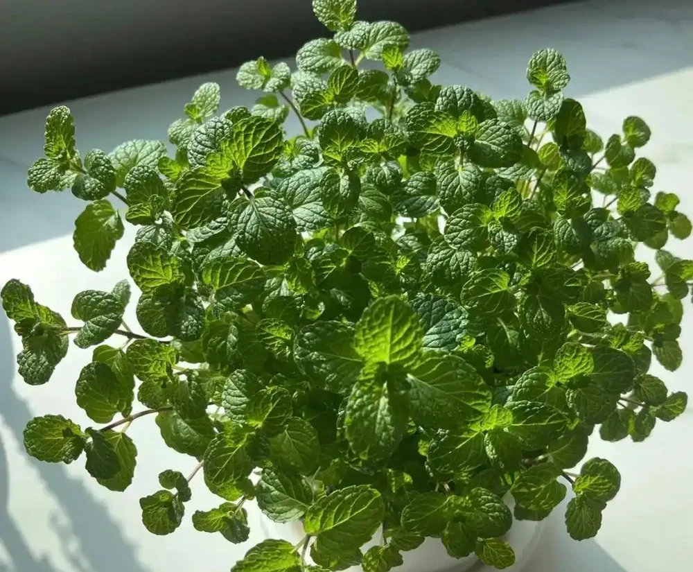 臥室養上5種花,「失眠症」不見了,越睡越香