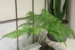臥室養上5種花，「失眠症」不見了，越睡越香