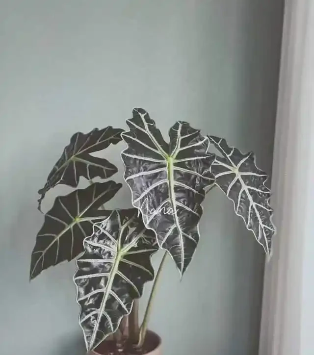 22款火遍全網的海芋品種，顏值拉滿，一個比一個絕！