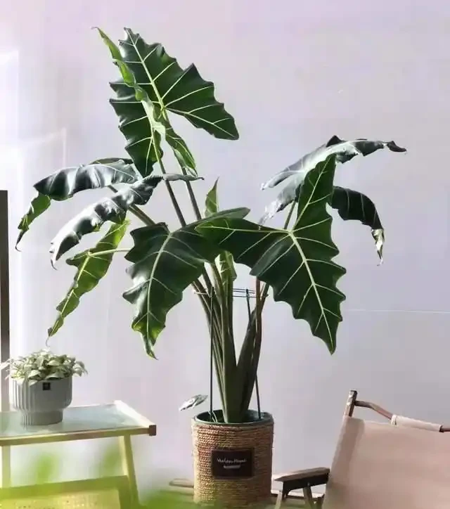 22款火遍全網的海芋品種，顏值拉滿，一個比一個絕！