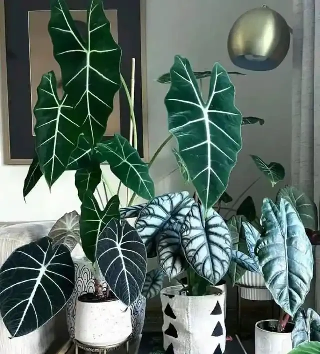 22款火遍全網的海芋品種，顏值拉滿，一個比一個絕！