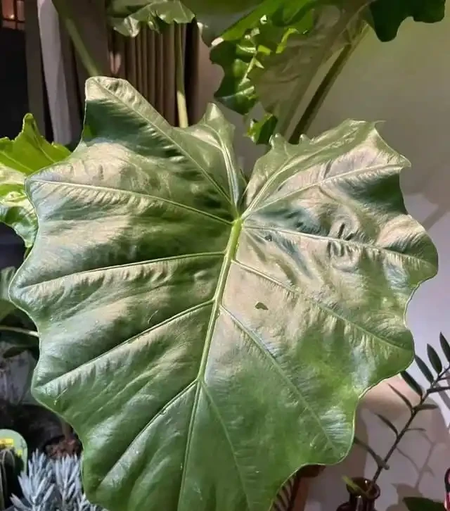 22款火遍全網的海芋品種，顏值拉滿，一個比一個絕！