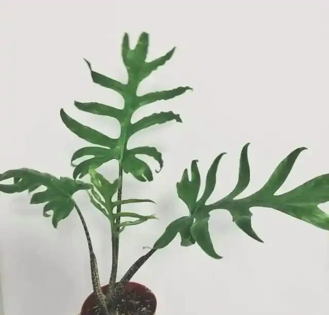 22款火遍全網的海芋品種，顏值拉滿，一個比一個絕！