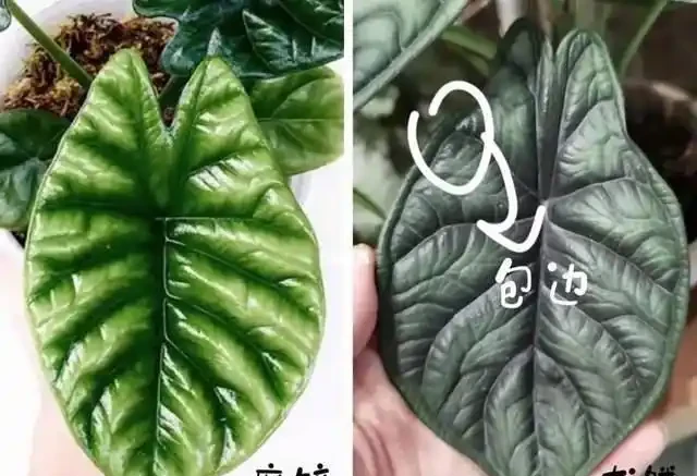 22款火遍全網的海芋品種，顏值拉滿，一個比一個絕！