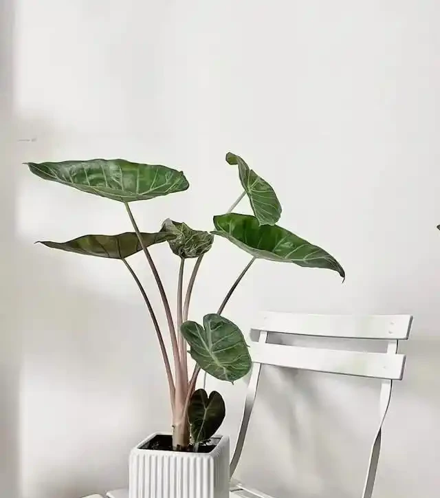22款火遍全網的海芋品種，顏值拉滿，一個比一個絕！
