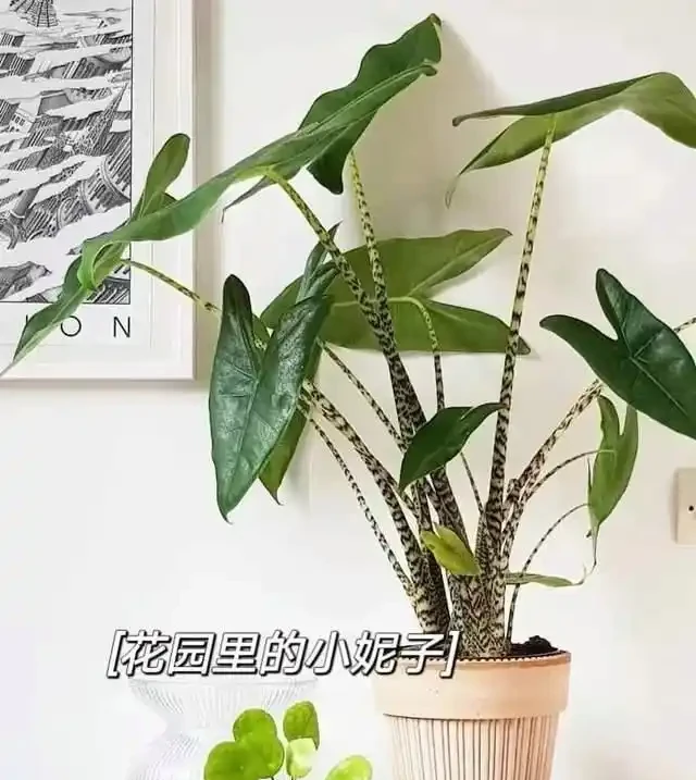 22款火遍全網的海芋品種，顏值拉滿，一個比一個絕！