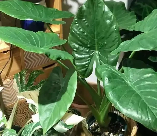 22款火遍全網的海芋品種，顏值拉滿，一個比一個絕！