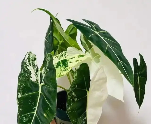 22款火遍全網的海芋品種，顏值拉滿，一個比一個絕！