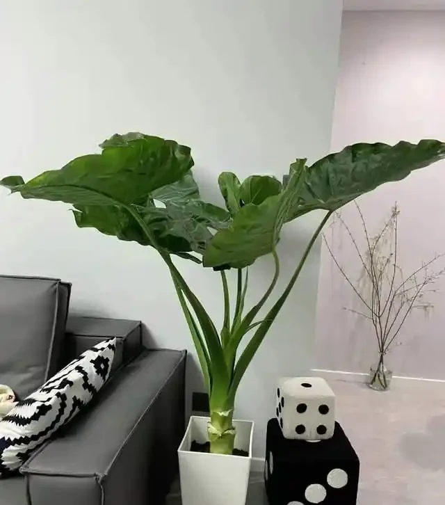 22款火遍全網的海芋品種，顏值拉滿，一個比一個絕！