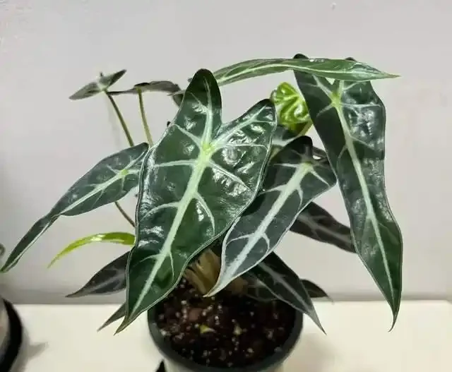 22款火遍全網的海芋品種，顏值拉滿，一個比一個絕！
