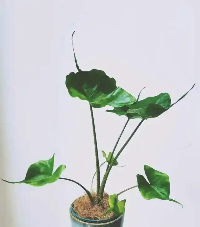 22款火遍全網的海芋品種，顏值拉滿，一個比一個絕！