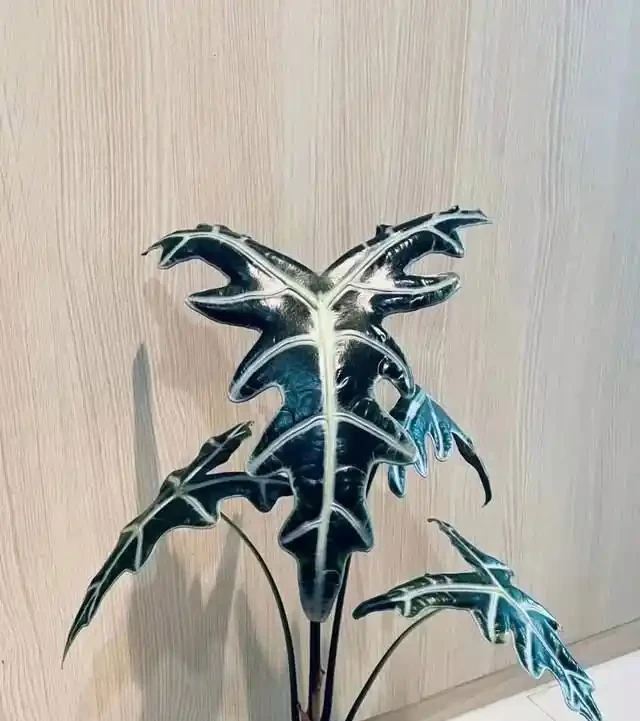 22款火遍全網的海芋品種，顏值拉滿，一個比一個絕！