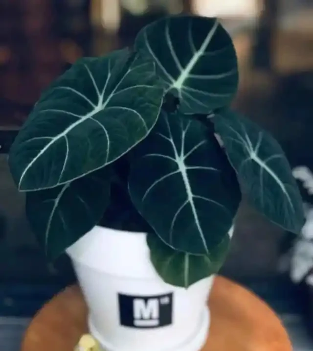 22款火遍全網的海芋品種，顏值拉滿，一個比一個絕！