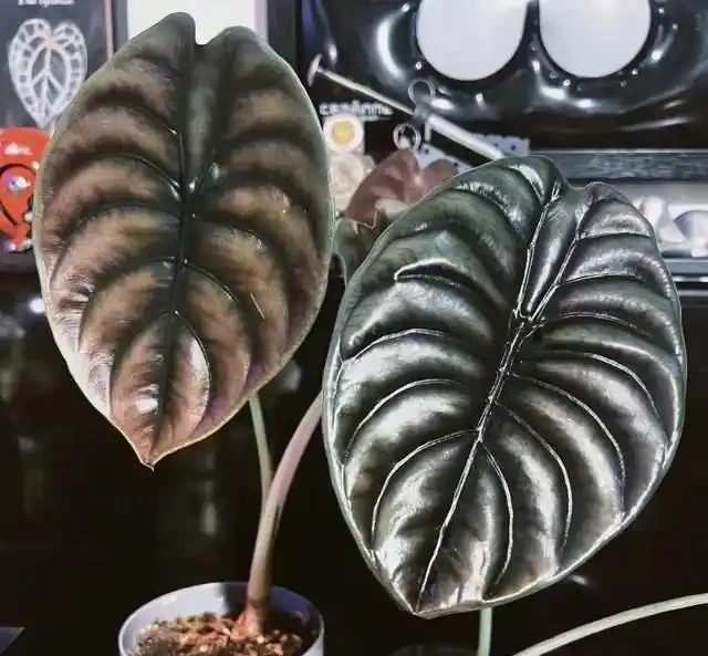 22款火遍全網的海芋品種，顏值拉滿，一個比一個絕！