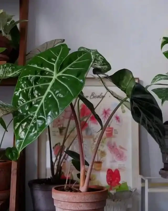 22款火遍全網的海芋品種，顏值拉滿，一個比一個絕！